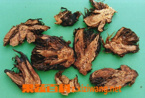 紫萁贯众的功效与作用