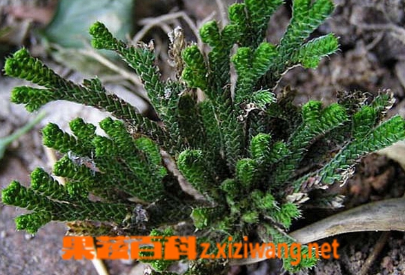 卷柏的功效与作用