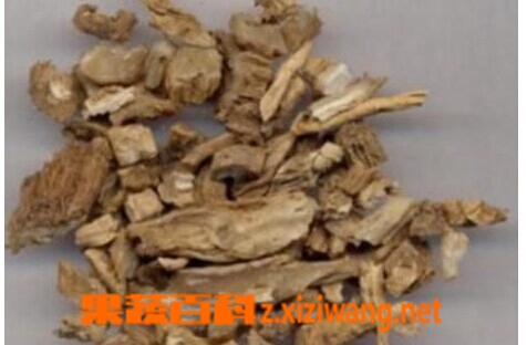 桑寄生的功效和作用