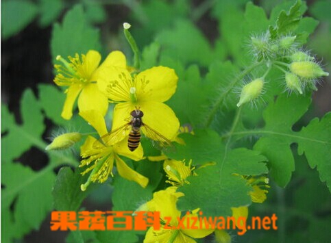 白屈菜的功效与作用