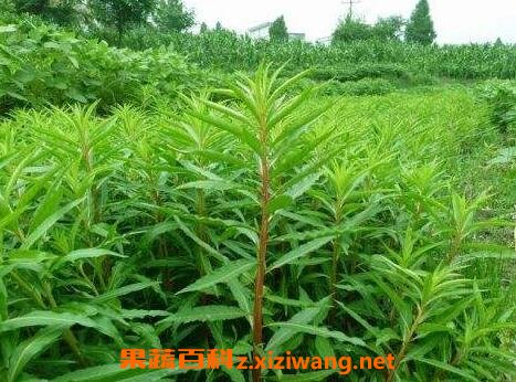 水泽兰的功效与作用 水泽兰的药用价值