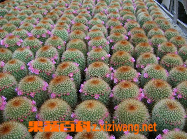 仙人球的作用