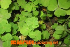 猫眼草图片 猫眼草的样子 猫眼草的食用方法
