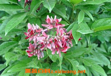 血根藤的功效与作用 血根藤的药用价值