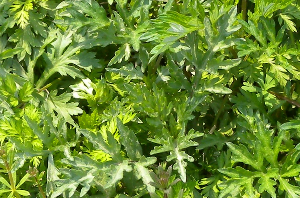 艾草怎么用驱蚊 用艾草驱蚊方法技巧
