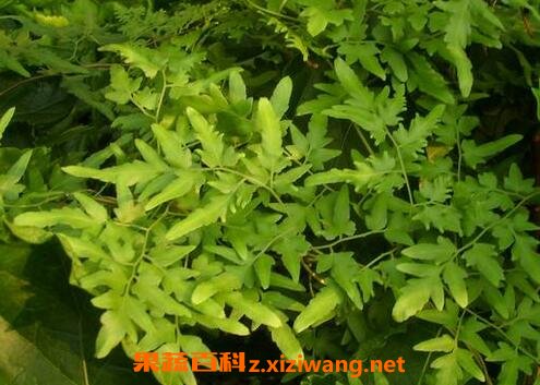 海金沙的功效及作用 海金沙的药用价值
