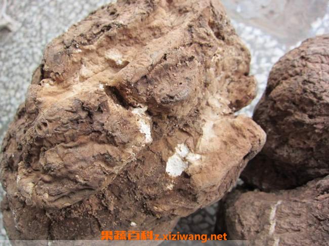 中药茯苓皮的功效与作用及食用方法