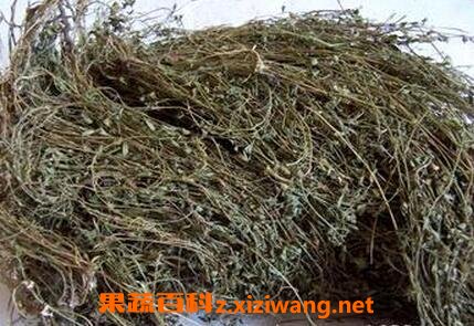 中药鹿舍叶的功效与作用