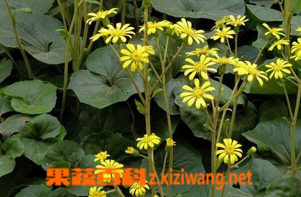 中药八角乌的功效与作用
