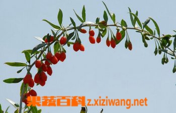 枸杞泡水喝有什么好处
