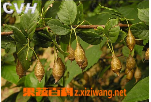 安息香的功效与作用