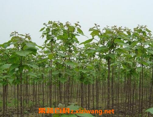梓树能治什么病 梓树的药用价值
