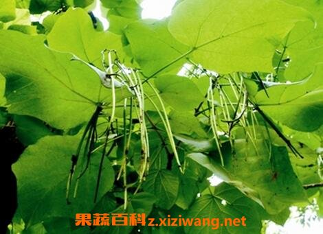 梓树能治什么病 梓树的药用价值