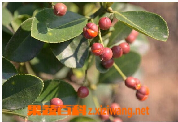 毛冬青的功效与作用