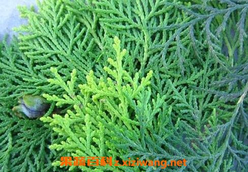 侧柏叶的药用功效 侧柏叶的药用价值