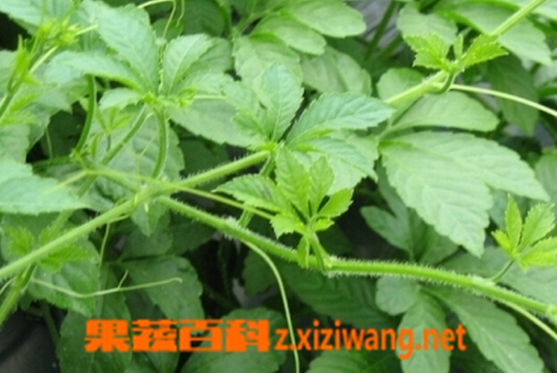绞股蓝的功效与作用 绞股蓝的药用价值