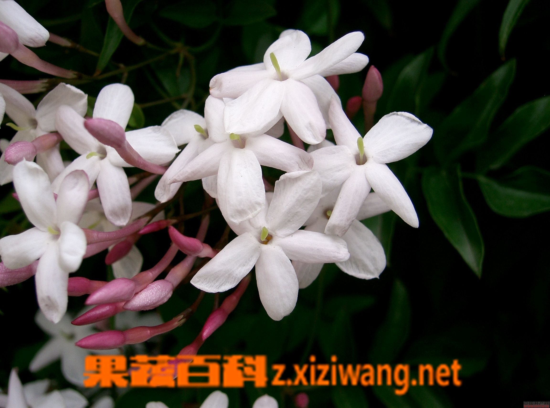 素馨花的功效与作用有哪些