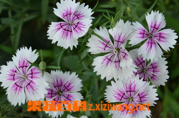 山竹花的功效和药用价值