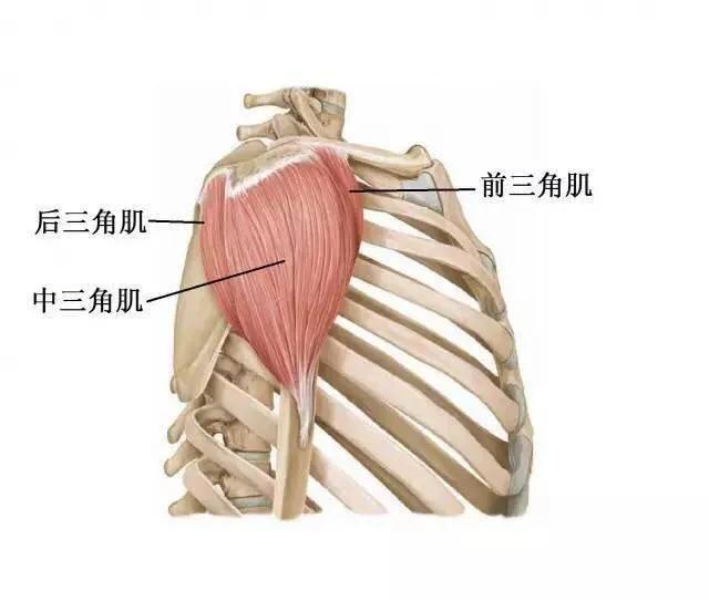 请问女生如何练三角肌后束?