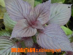 紫苏叶的功效与作用