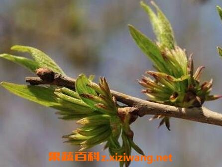 杜仲雄花的功效与作用 杜仲雄花的药用功效