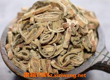 中药桑皮的功效与作用及禁忌