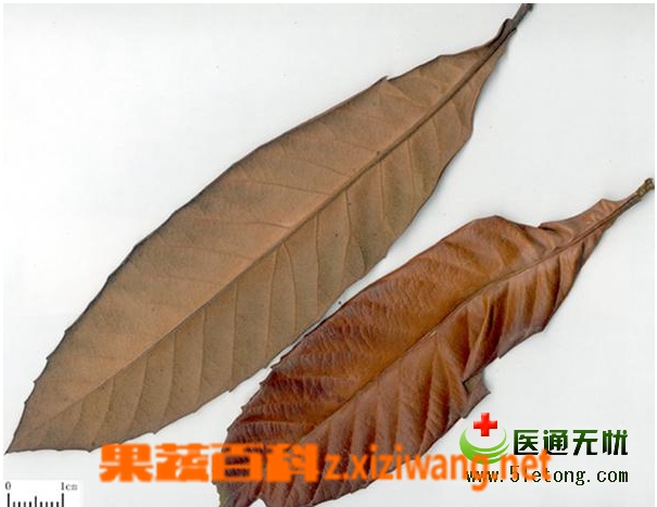 枇杷叶的功效与作用