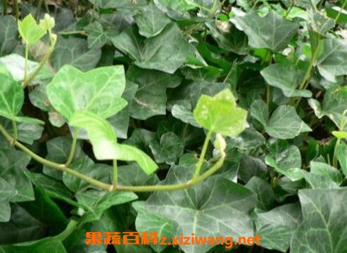 中药络石藤的功效与作用 络石藤的药用价值