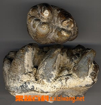 地榆的功效与作用
