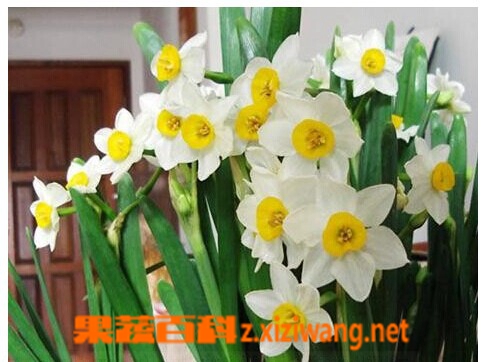 喇叭水仙的功效与作用
