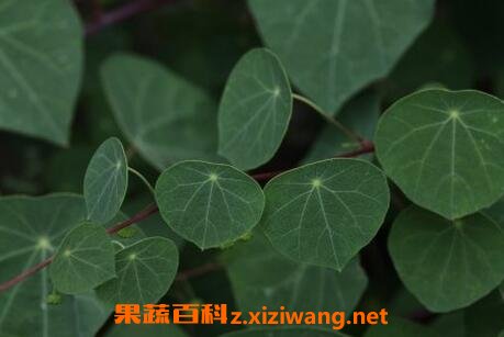 头花千金藤的功效和作用