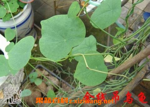 头花千金藤的功效和作用