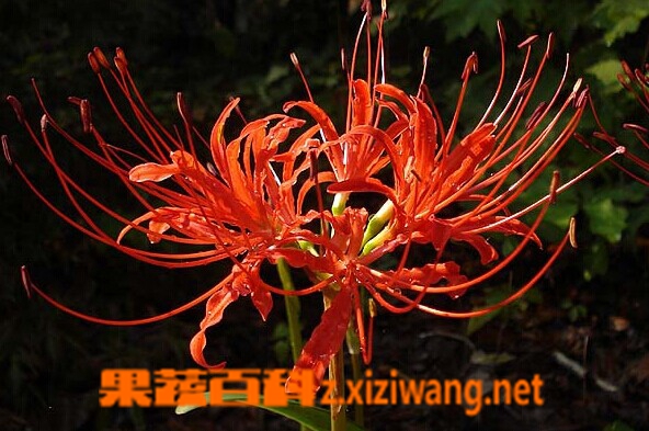 红花石蒜的功效与作用