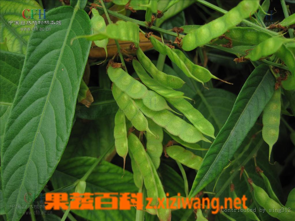 葫芦茶的功效