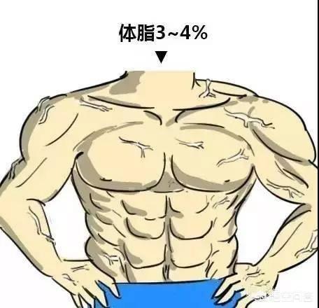 体脂要到达多少才能露出腹肌?