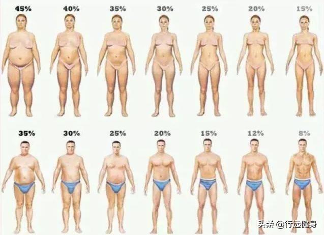 体脂要到达多少才能露出腹肌?