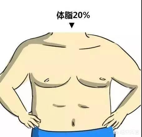 体脂要到达多少才能露出腹肌?