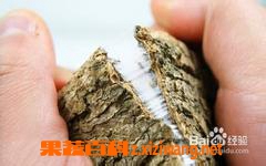 杜仲的功效