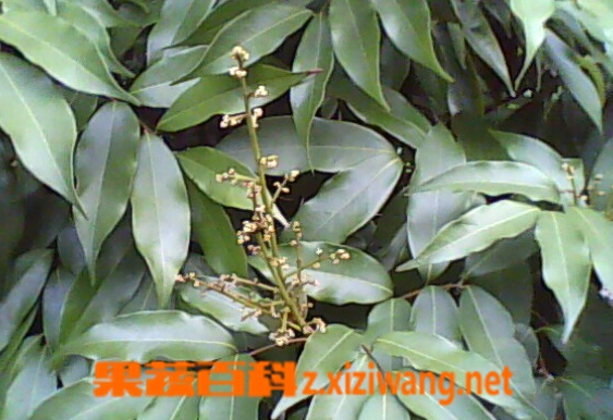 塘底荔枝叶的功效与作用