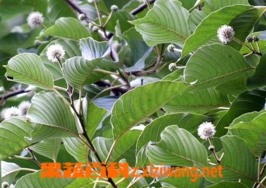 抗癌中药排名 看哪些中药能抗癌