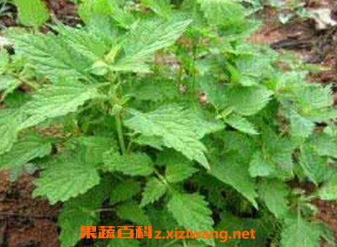 冬凌草的功效与作用 冬凌草的泡茶及食用禁忌