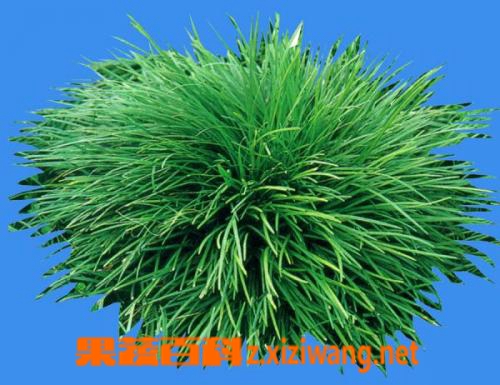 沿阶草的功效与作用