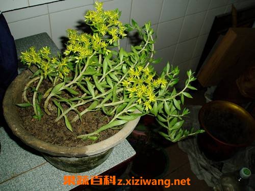 龙鳞的功效与作用及禁忌