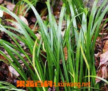 石菖蒲的功效与作用价值
