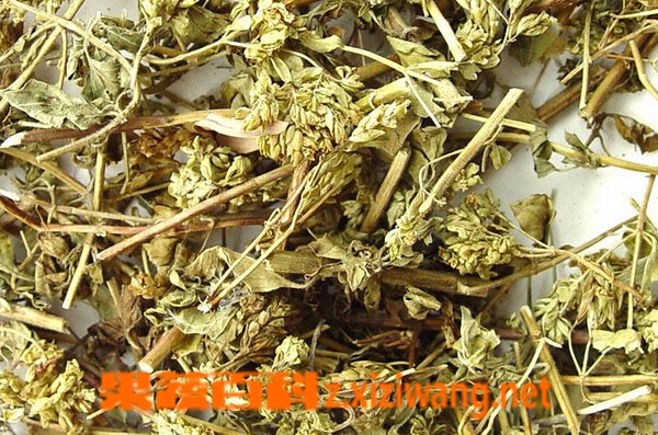 茵陈泡水喝的功效与禁忌