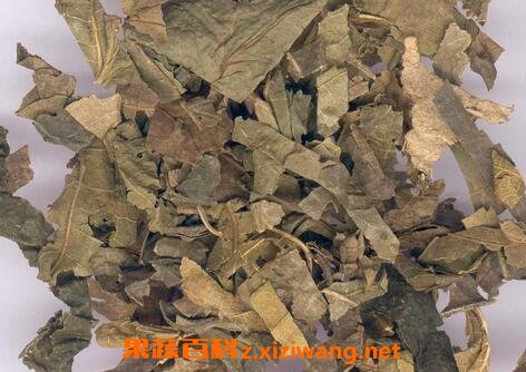 中药桑叶的功效与作用及食用方法