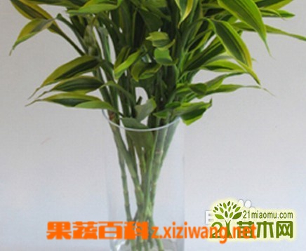 富贵竹的养殖方法和注意事项