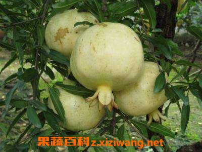 白石榴茎的功效与作用