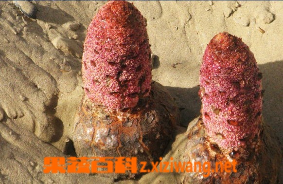 锁阳怎么吃效果好 锁阳怎么吃食用方法