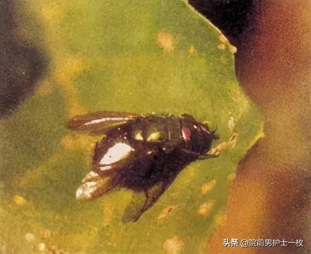 马蜂蛰了留下针的图片 被马蜂蛰了怎么办